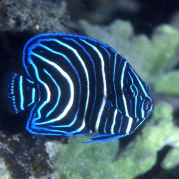 Pomacanthus Semicirculatus Juvenile: 4 tot 7 cm  
