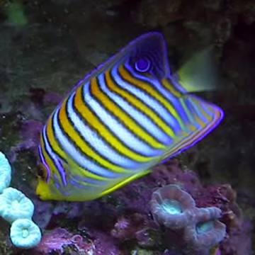Pygoplites Diacanthus Ocean Indien 11-15 cm