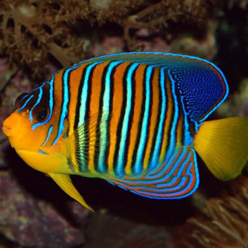 Pygoplites Diacanthus Ocean Indien 11-15 cm