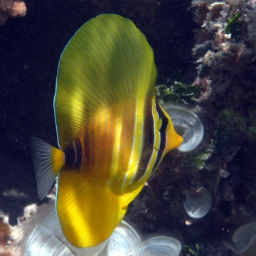 Zebrasoma veliferum : 7-10 cm  