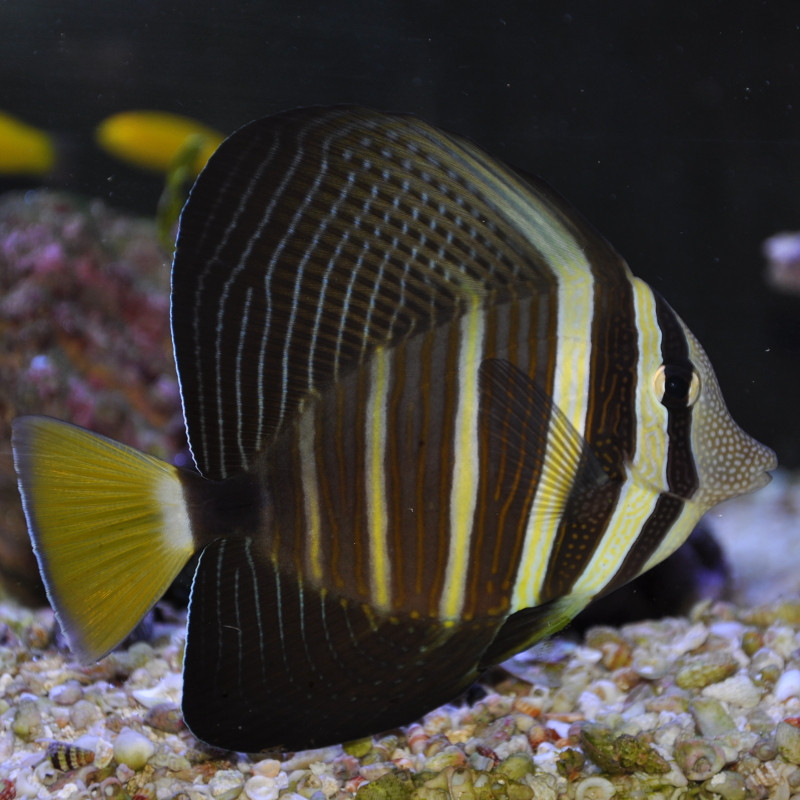 Zebrasoma veliferum : 7-10 cm  