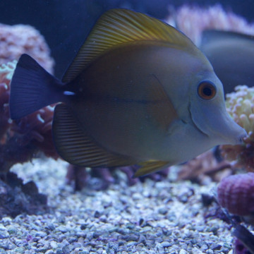 Zebrasoma scopas : 3-5 cm  
