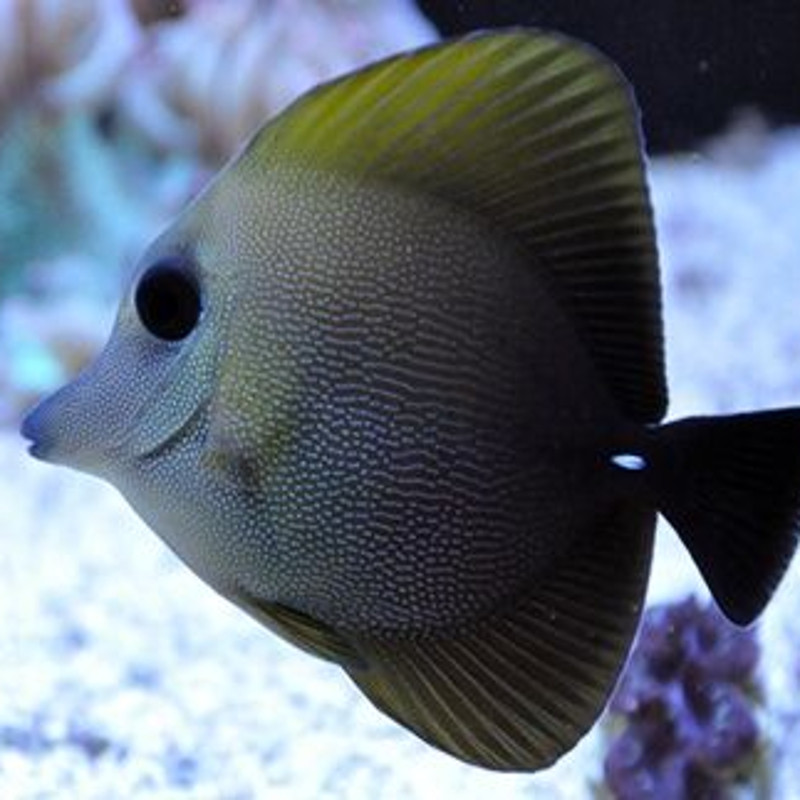 Zebrasoma scopas : 3-5 cm  