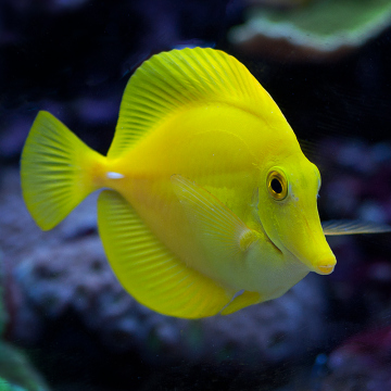 Zebrasoma Flavescens : 2-4 cm (Elevage) 