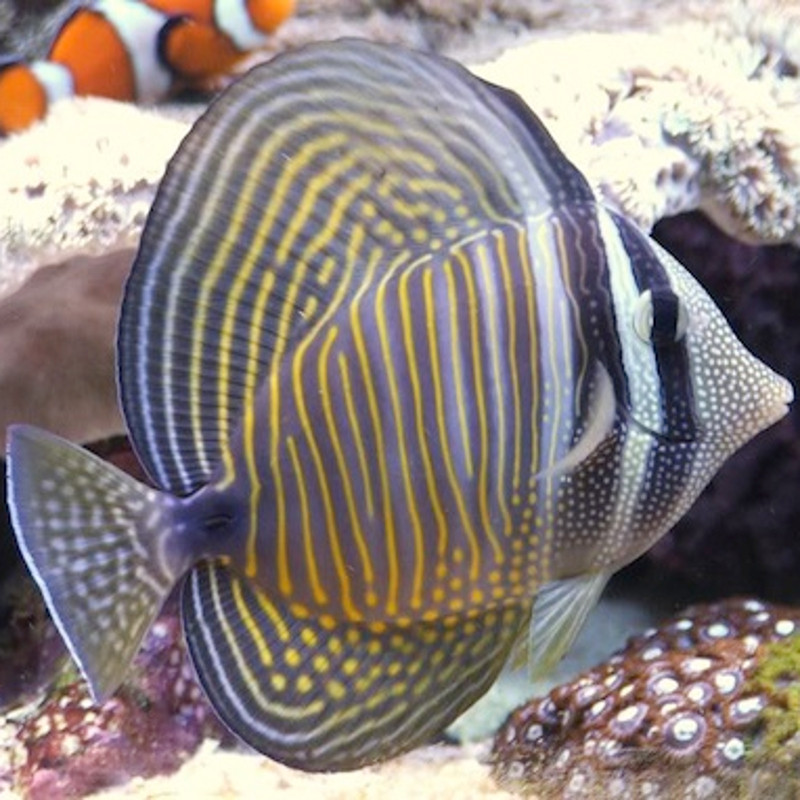 Zebrasoma Desjardini : 6-8 cm Zebrasoma Desjardini : 6-8 cm
