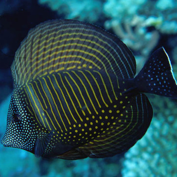 Zebrasoma Desjardini: 4 tot 6 cm  