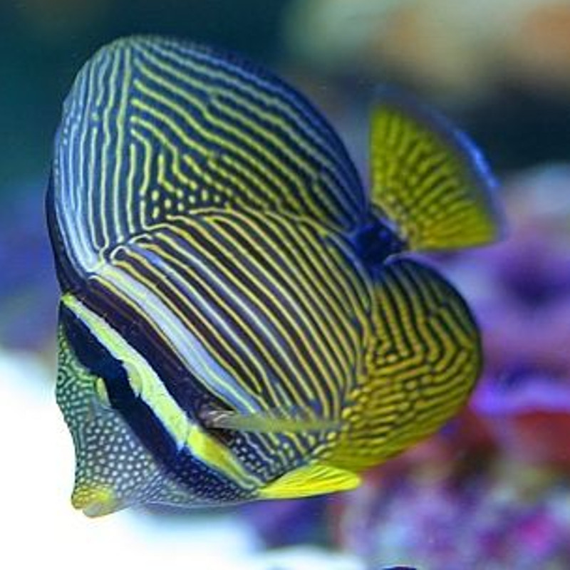 Zebrasoma Desjardini: 4 tot 6 cm  
