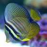 Zebrasoma Desjardini: 4 tot 6 cm  