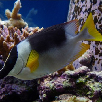 Siganus (lo) magnifica - Siganus magnificus : 8 à 12 cm