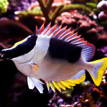 Siganus (lo) magnifica - Siganus magnificus : 8 à 12 cm