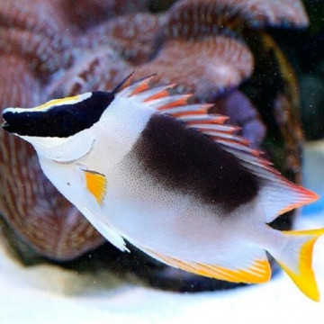 Siganus(lo) magnifica : 11-15 cm  