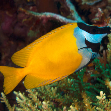 Siganus (lo) vulpinus : 8 à 10 cm  