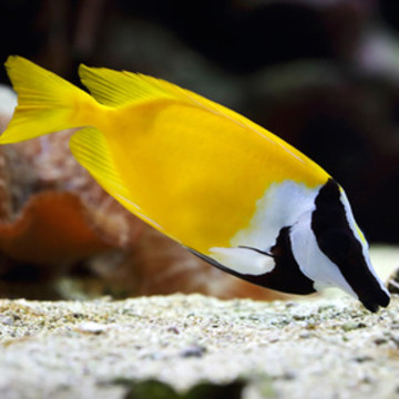 Siganus (lo) vulpinus : 10 à 12 cm  