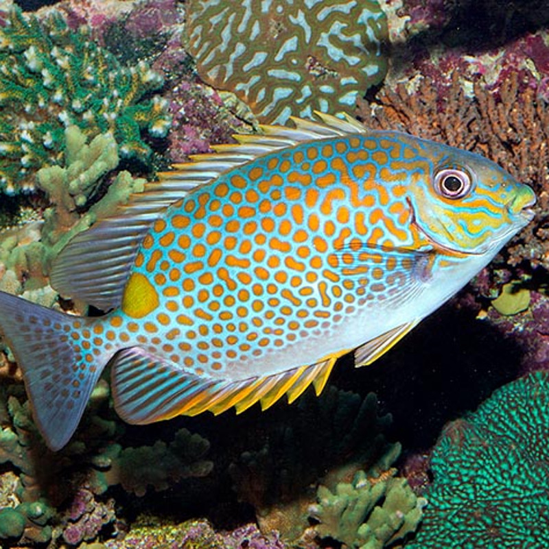 Siganus guttatus 15 cm Siganus guttatus 15 cm