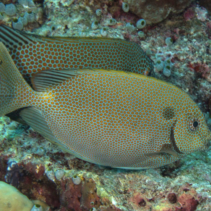 Siganus Punctatus 10-15 cm