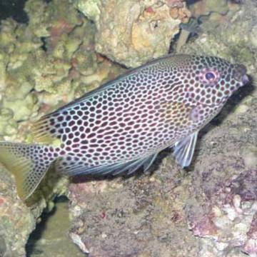 Siganus Punctatus 10-15 cm