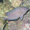 Siganus Punctatus 10-15 cm