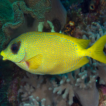 Siganus corallinus 9-12 cm