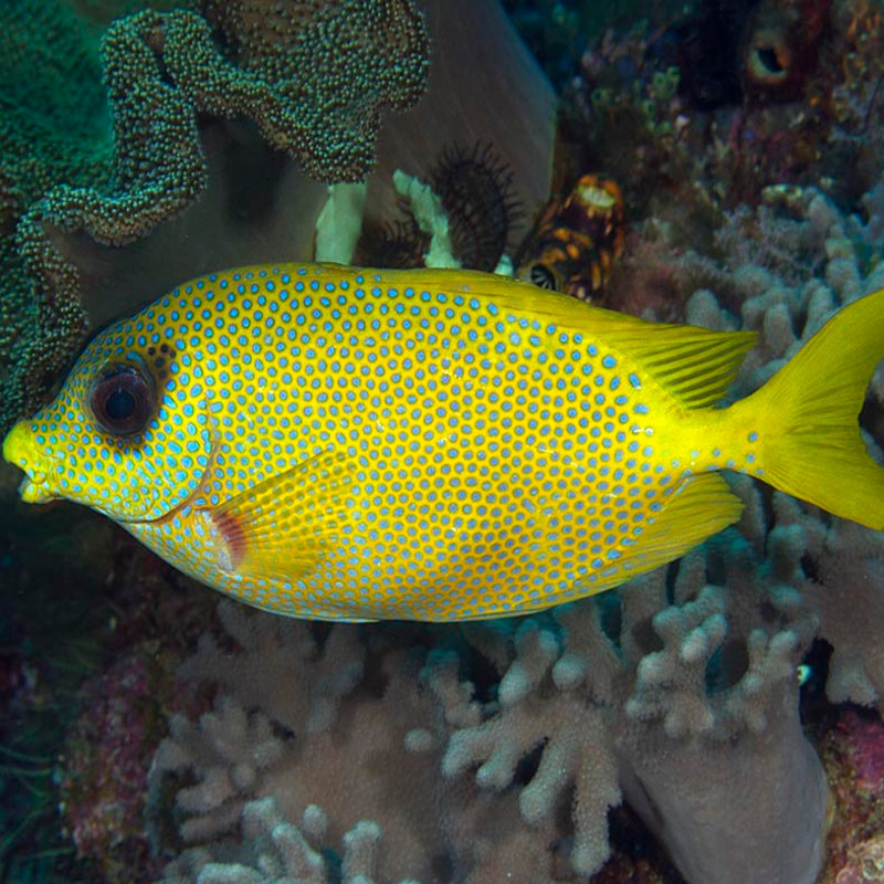 Siganus corallinus 9-12 cm Siganus corallinus 9-12 cm