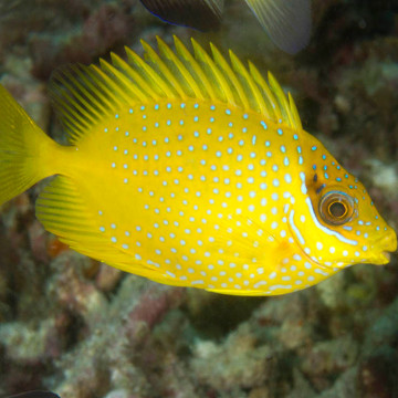 Siganus corallinus 9-12 cm
