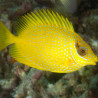 Siganus corallinus 9-12 cm