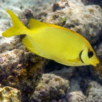 Siganus corallinus 9-12 cm