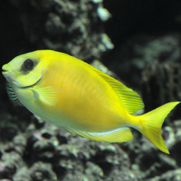 Siganus corallinus 9-12 cm