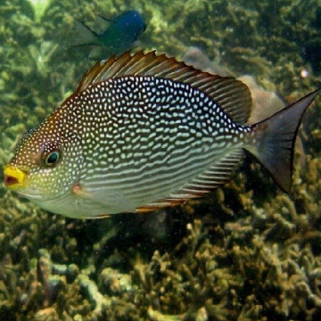Siganus Javus 5-8 cm 21,50 €