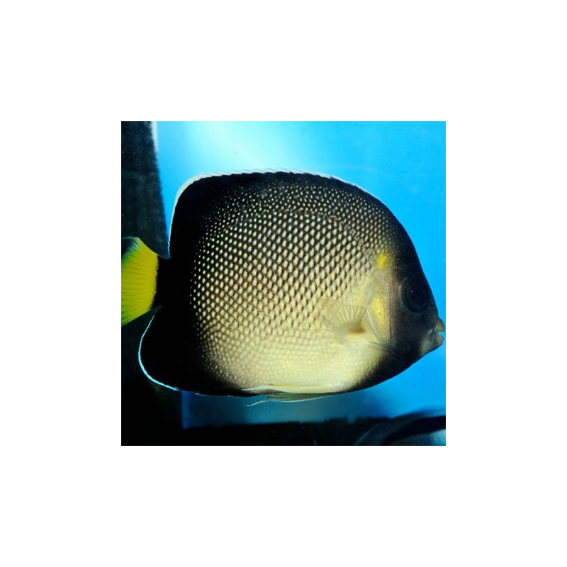 Apolemichthys Xanthurus 3-5 cm