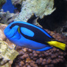 Paracanthurus hepatus : 4 à 7 cm  