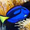 Paracanthurus hepatus : 4 à 7 cm  