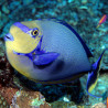 Naso Vlamingii : 18-20 cm