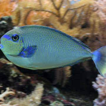 Naso Vlamingii : 11-15 cm  