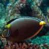 Naso lituratus (dorsale noire) : 8 à 10cm