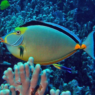 Naso lituratus (dorsale noire) : 6 à 8 cm  