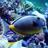 Naso lituratus (dorsale noire) : 12-15 cm  