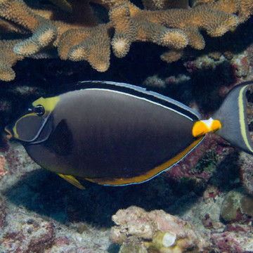 Naso lituratus (dorsale noire) : 12-15 cm  