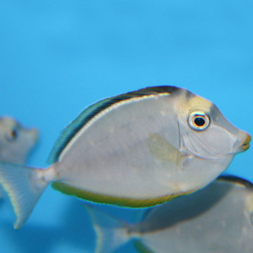 Naso lituratus (dorsale noire) : 12-15 cm  