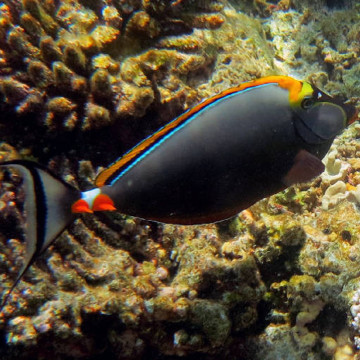 Naso elegans(dorsale orange) : 5-8 cm  