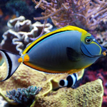 Naso elegans (dorsale orange) : 6-8 cm  