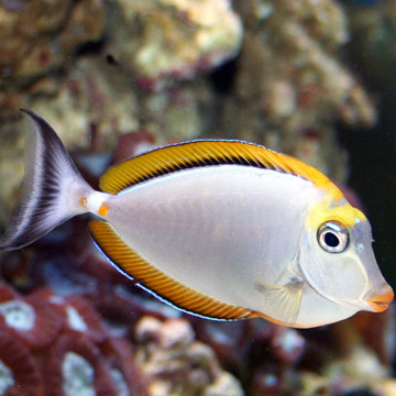 NASO elegans (oranje dorsaal): 12-15cm  