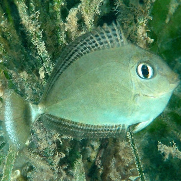 Naso Brevirostris : 12-15 cm