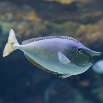 Naso Brevirostris : 12-15 cm