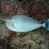 Naso Brevirostris : 12-15 cm