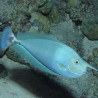 Naso Brevirostris : 12-15 cm