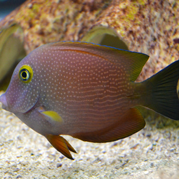 Ctenochaetus Truncatus 5-8 cm