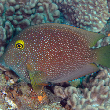 Ctenochaetus Truncatus 5-8 cm