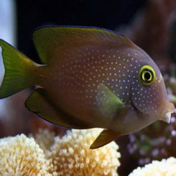 Ctenochaetus Truncatus 5-8 cm