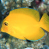 Ctenochaetus Truncatus 8-12 cm