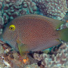 Ctenochaetus Truncatus 8-12 cm